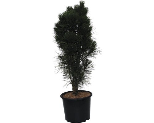 Säulen Schwarzkiefer FloraSelf Green Tower 80-100 cm