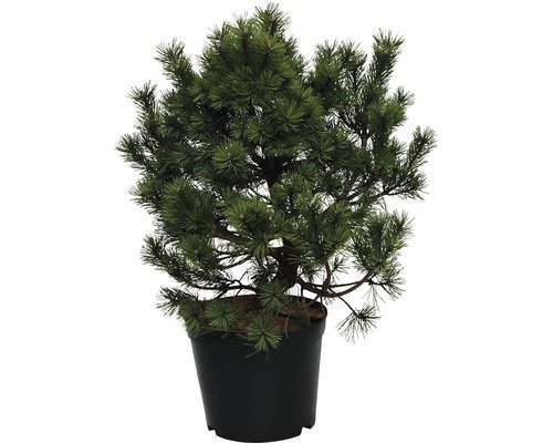 Strauch Kiefer FloraSelf Gnom 60-70 cm