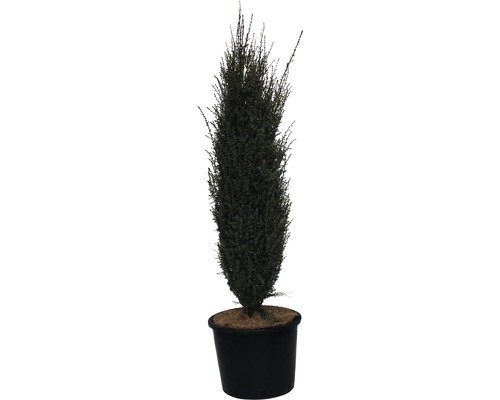Schwedischer Säulenwacholder FloraSelf Sentinel 100-125 cm