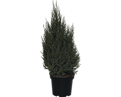 Chinesischer Säulenwacholder FloraSelf Stricta 50-60 cm
