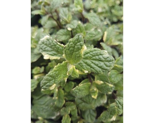 Ananas Minze FloraSelf® 12er Topf