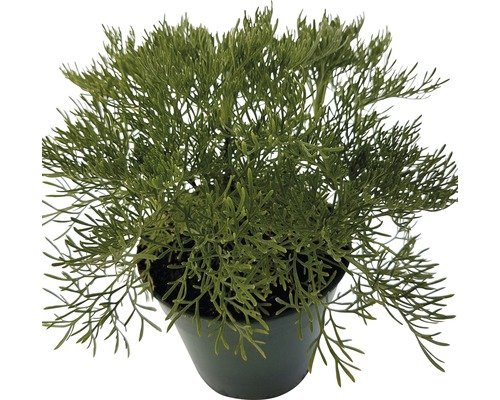 Hexenkräuter FloraSelf® Colakraut 12er Topf