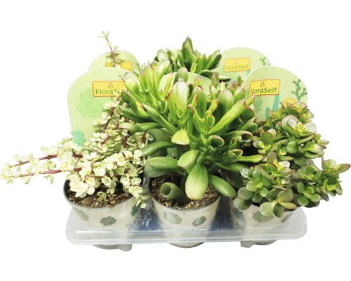 Crassula Mix FloraSelf Ø 13 cm Topf zufällige Sortenauswahl
