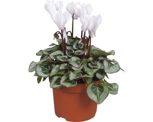 Alpenveilchen FloraSelf® 'Silberblatt' weiss 10er Topf