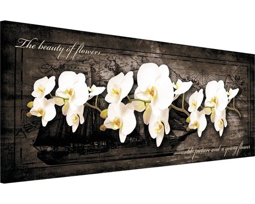 Leinwandbild Orchidee II 145x45 cm