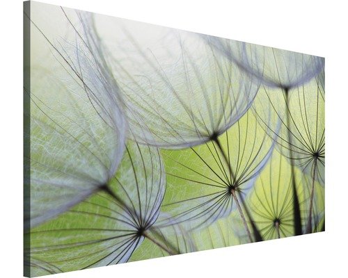 Leinwandbild Pusteblume 100x75 cm