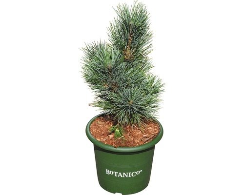 Blaue Zirbelkiefer FloraSelf Pinus cembra 'Glauca' H 20-25 cm Co 3,7 L