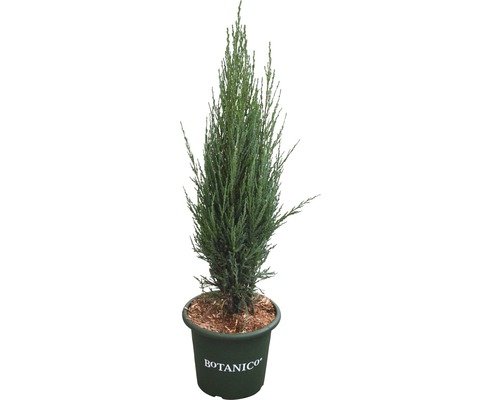Blauer Säulenwacholder FloraSelf Juniperus scopulorum 'Blue Arrow' H 60-80 cm Co 6 L