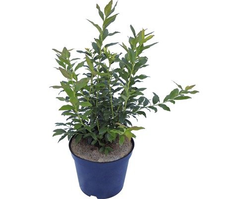 Heidelbeere HORTBLUE PETITE(S) mittel CO 5, 40-60 cm