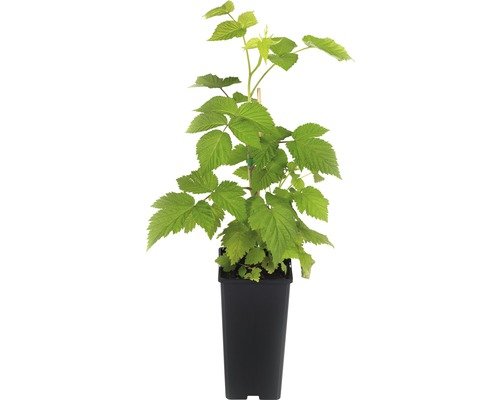 Himbeere Herbst GOLDEN EVEREST spät CO 2, 40-50 cm gelb
