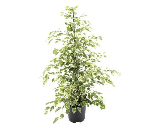 Ficus FloraSelf® 'Twilight' 21er Topf