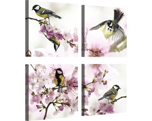Leinwandbild Vogel 4er-Set 4x 25x25 cm