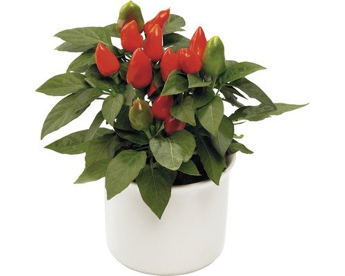 Zierpaprika, Capsicum FloraSelf® 12er Topf rot