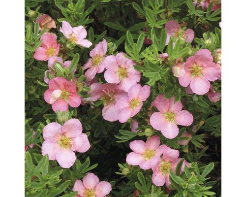 Fünffingerstrauch Potentilla fruticosa 'White Lady' H 30-40 cm Co 4 L pink