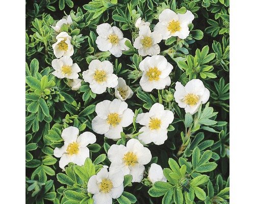 Fünffingerstrauch Potentilla fruticosa 'White Lady' H 30-40 cm Co 4 L weiss