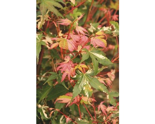 Buntblättriger Fächerahorn Acer palmatum 'Oridono Nishiki' H 40 cm Co 4,5 L