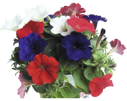 Petunia Triotunia 13er Topf