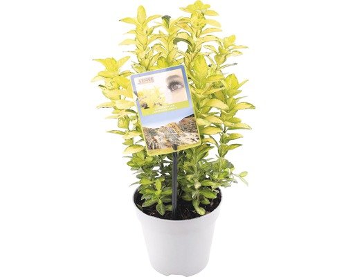 Japanischer Spindelstrauch FloraSelf Euonymus japonicus 'Goldmine' Co 1 L