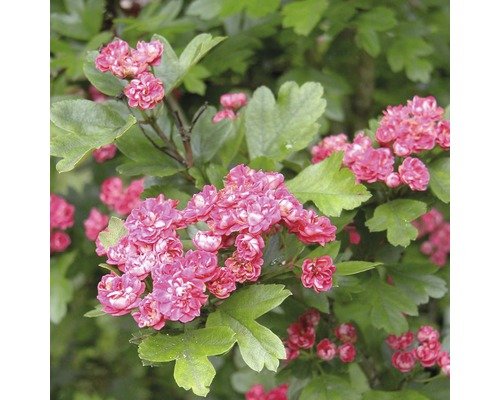 Rotdorn Crataegus laevigata 'Paul's Scarlett' 125-150 cm