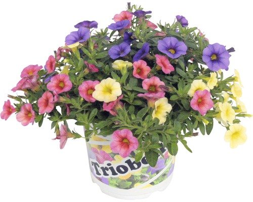 Zauberglöckchen FloraSelf Calibrachoa Triobells Ø 13 cm Topf