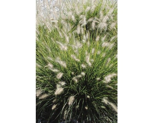 Lampenputzergras FloraSelf Pennisetum alopecuroides 'Hameln' Co 3 L