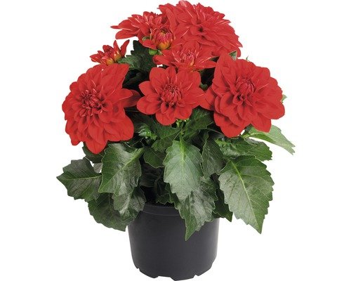 Zwergdahlie FloraSelf midi samos 12er Topf