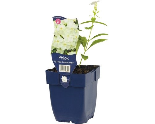 Staudenphlox FloraSelf Phlox paniculata 'Sweet Summer Snow' H 5-20 cm Co 0,5 L