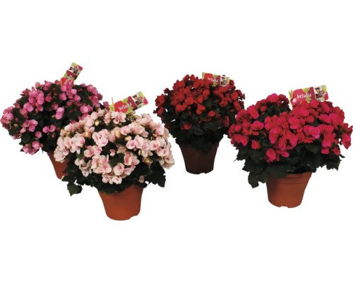 Begonie FloraSelf® Begonia betulia sortiert 19er Topf