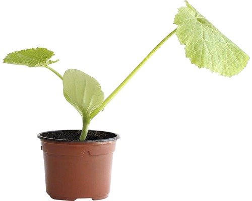 Snack Zucchetti One Ball Bio H 10-15cm ø10,5cm