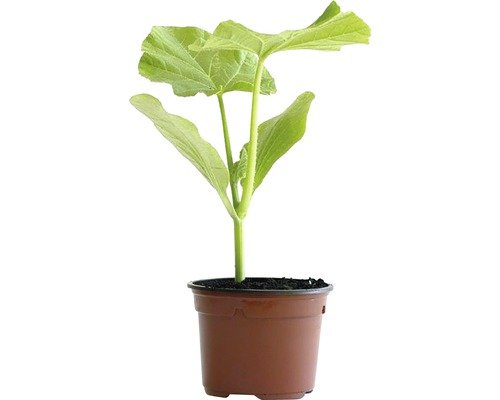 Kürbis Butternut Bio H 10-15cm ø10,5cm