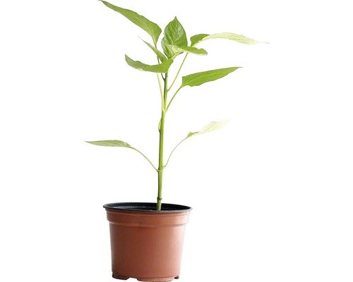 Peperoncini Jalapeno Bio H 10-15cm ø10,5cm