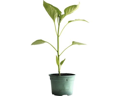 Snack Peperoni Bio H 10-15cm ø10,5cm