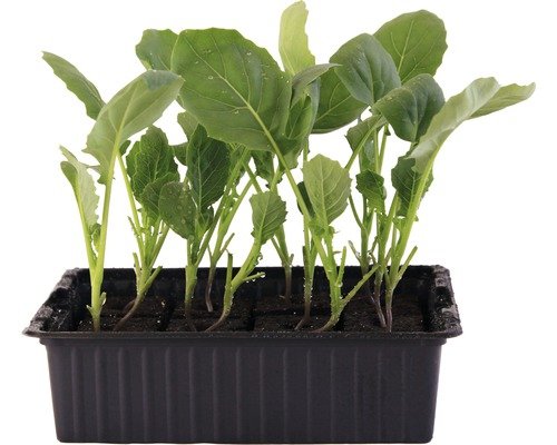 Romanesco Bio Schale 6er Brassica oleraceae H 5-10cm