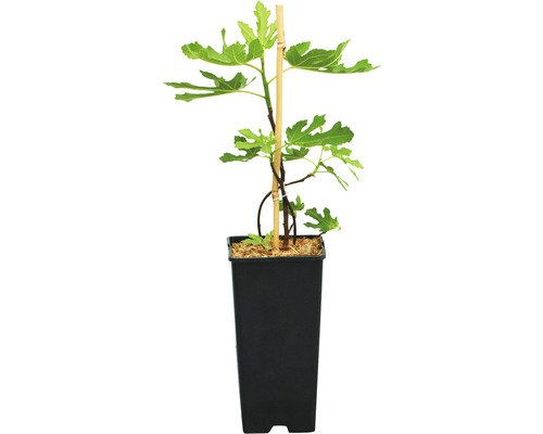 Feige VIOLETT FloraSelf CO2, 30-40 cm