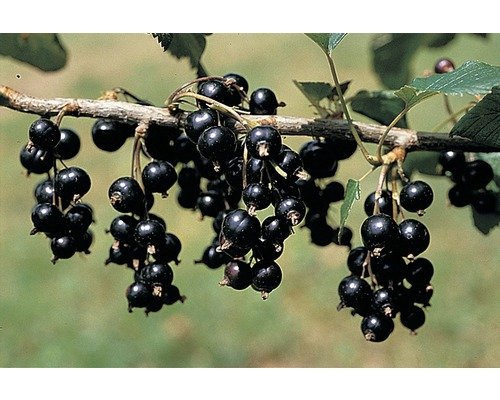 Johannisbeere DR.BAUER'S® OMETA FloraSelf mittel CO2, 30-50 cm schwarz