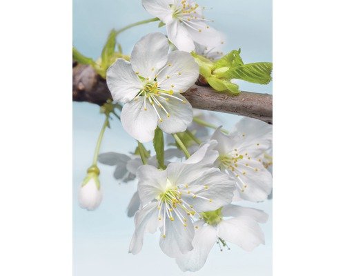 Fototapete Vlies XXL2-033 Blossom 2-tlg.184 x 248 cm