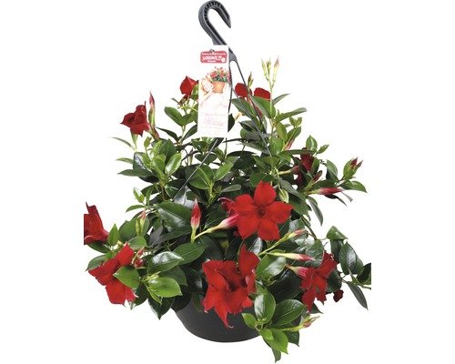 Mandevilla FloraSelf Mandevilla sanderi 25er Ampel rot