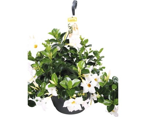 Mandevilla FloraSelf Mandevilla sanderi 25er Ampel weiß