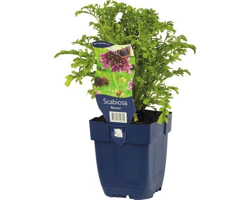 Skabiose FloraSelf Scabiosa atropurpurea 'Barocca' H 5-20 cm Co 0,5 L