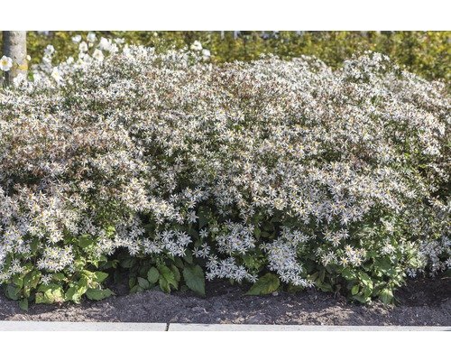 Weisse Waldaster FloraSelf Aster divaricatus H 5-20 cm Co 0,5 L