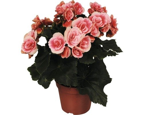 Elatiorbegonie FloraSelf Begonia Elatior 'Borias' 14er Topf