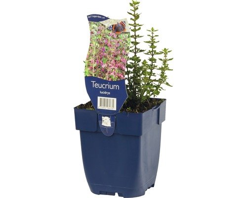 Immergrüner Gamander FloraSelf Teucrium lucidrys H 5-40 cm Co 0,5 L