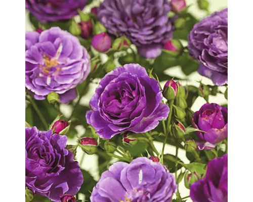Rosenstock 'Minerva' FloraSelf Rosa 'Minerva' Stammhöhe 90 cm Co 5 L