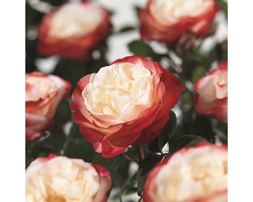 Nostalgie®-Strauchrose FloraSelf H 30-40 cm Co 3 L gefüllte Blüten