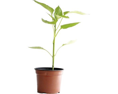 Peperoncini Black Pepper Bio H 10-15cm ø10,5cm