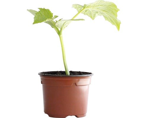 Snack Fingergurken Bio H 10-15cm ø10,5cm