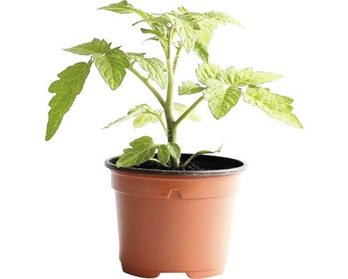 Snack Tomaten Sunpeach Bio H 10-15cm ø10,5cm