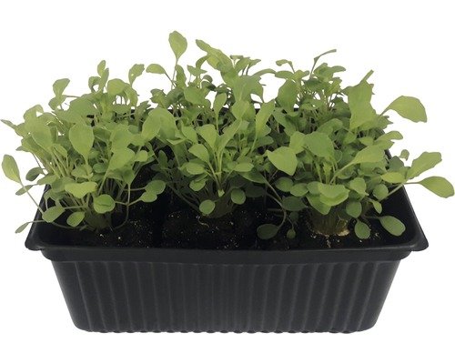 Rucola Bio Schale 6er H 5-10cm