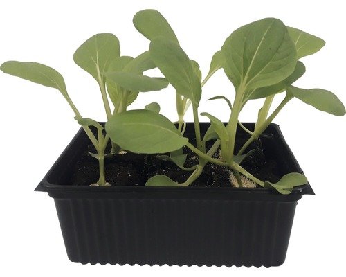 Pak Choi grün Bio Schale 6er H 5-10 cm