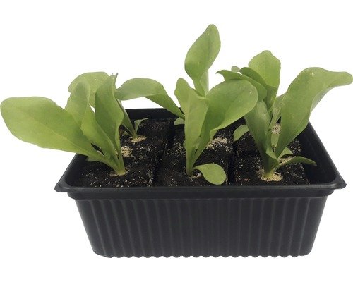 Cicorino Rosso Bio Schale 6er H 5-10cm